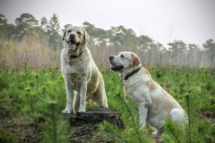 Labrador 805838 960 720